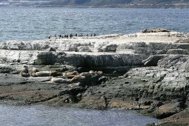 21 Elefanti marini nel Canale Beagle